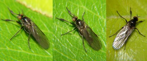 Hilara sp.